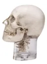 Röntgenphantom Kopf mit Halswirbeln, transparent